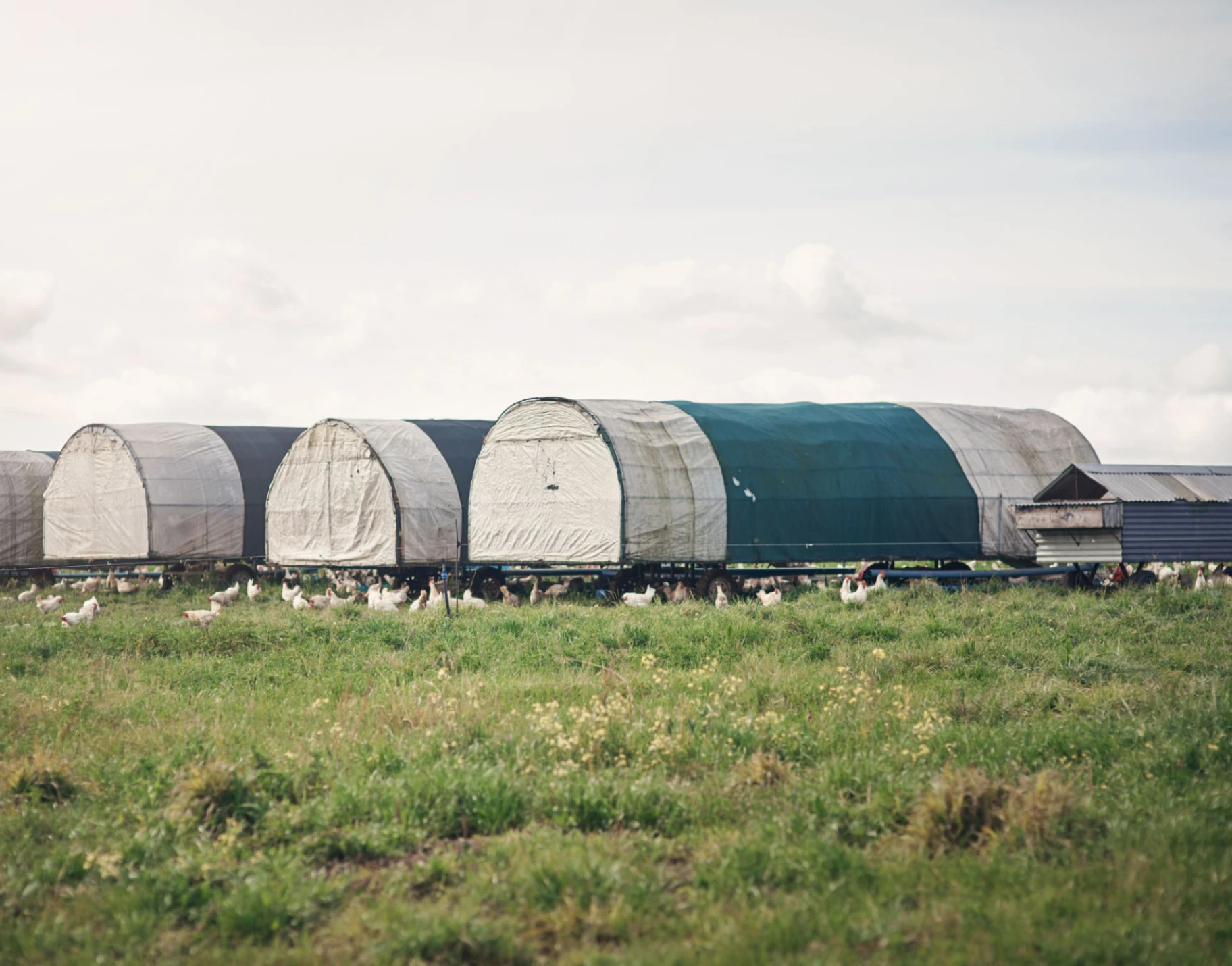 Farm shelters on grassy field